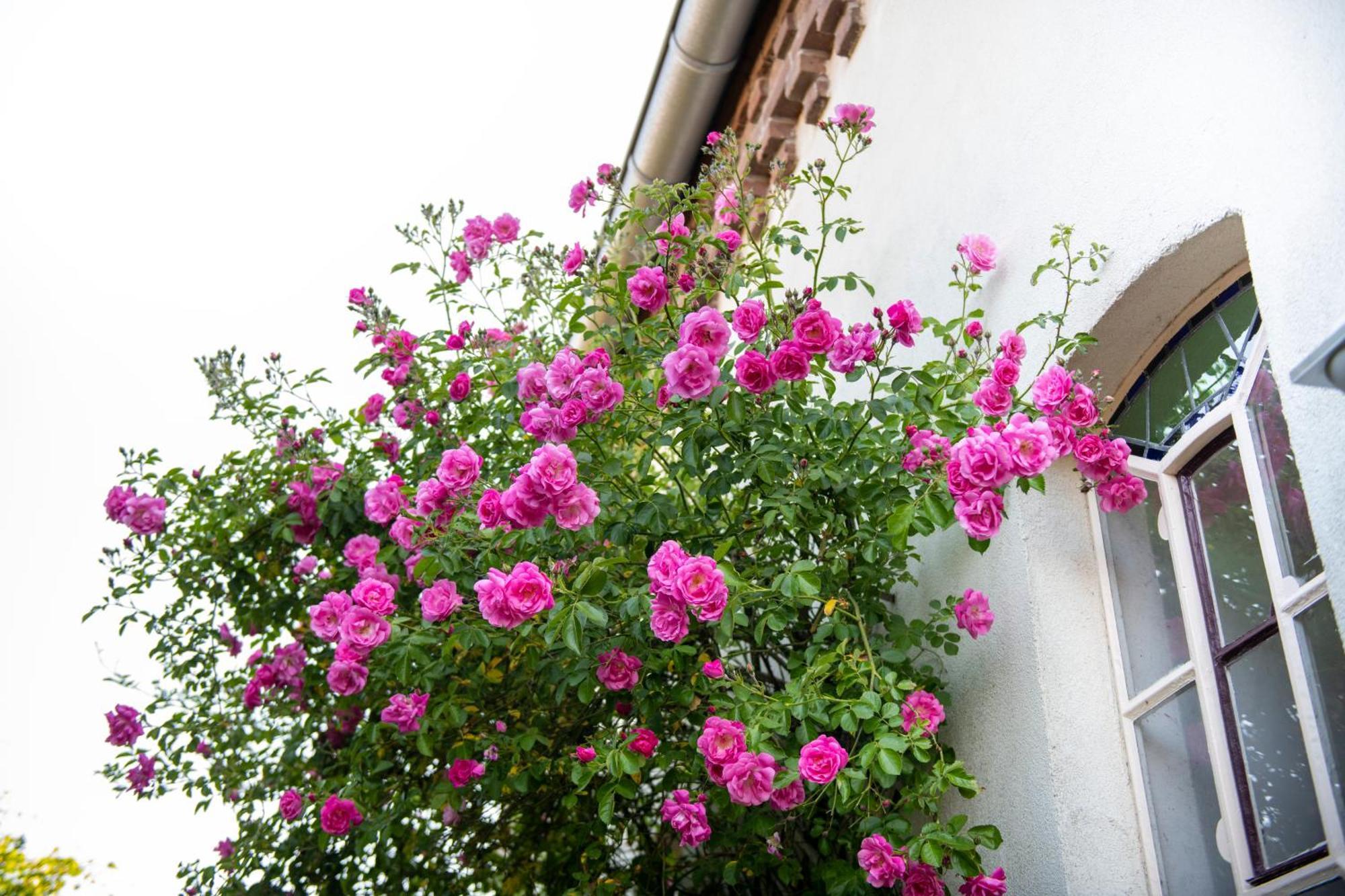 B&B Reveille Kleve  Exteriör bild